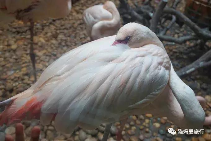 广州长隆野生动物园全程步行攻略,2天游玩广州长隆野生动物园攻略