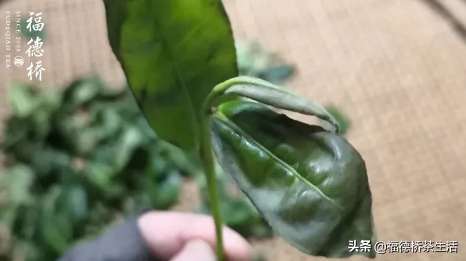 永春佛手春茶,永春佛手茶叶产区