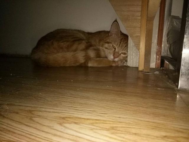 猫咪离世前的七种征兆,猫咪去世前的12个征兆太揪心了