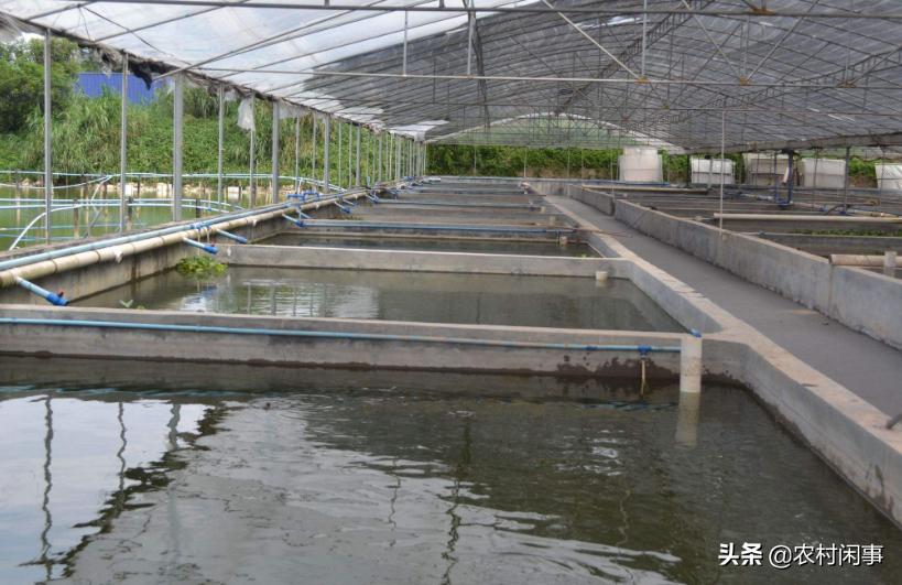 泥鳅养殖需要哪些条件和要求,泥鳅养殖要哪些条件