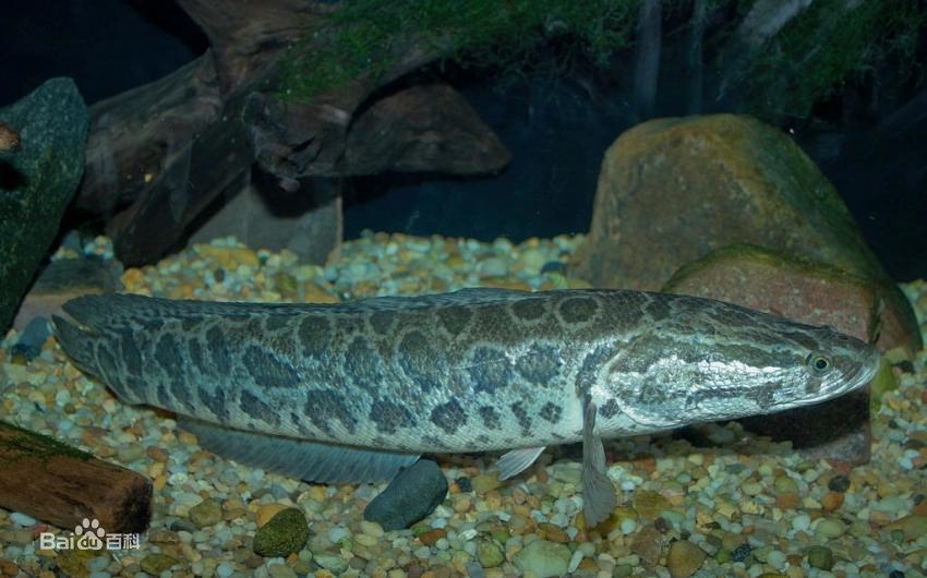 跟黑鱼一样淡水鱼品种大全,淡水鱼乌鳢鱼图片