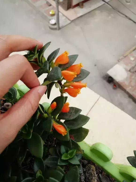 这6种花给点水就爆盆懒人必备,插枝最好养的四种花