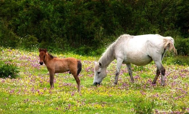 甘孜5日旅游攻略最新,四川旅游团去甘孜旅游攻略