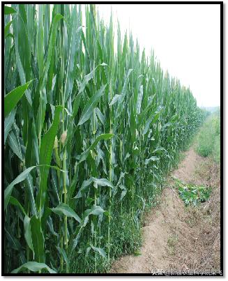 玉米缺磷的症状及治疗方法,玉米苗期缺磷和其他缺素症的区别