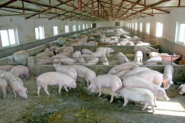 养猪想赚钱注意这3点,怎样养猪才能赚到钱