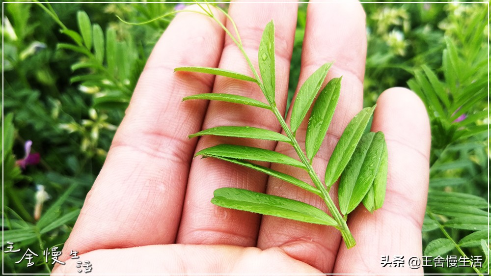 一年四季都可以吃的豌豆尖,野生豌豆尖正确采摘