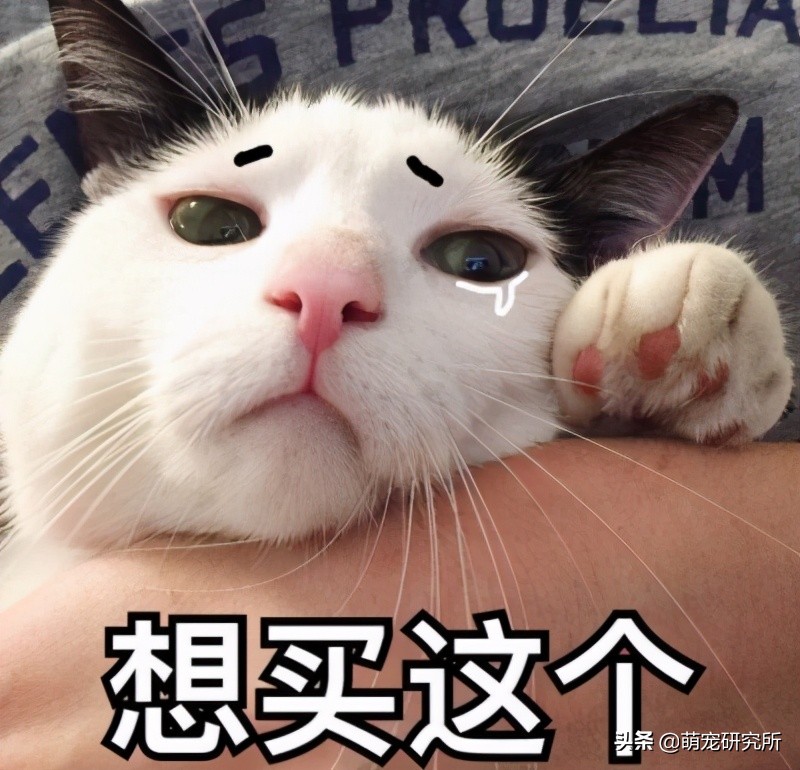 猫为什么爱吃冻干不吃自煮的肉,猫为什么爱吃罐罐不吃猫饭