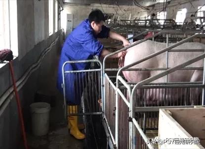 配种时要不要清洗母猪后躯？