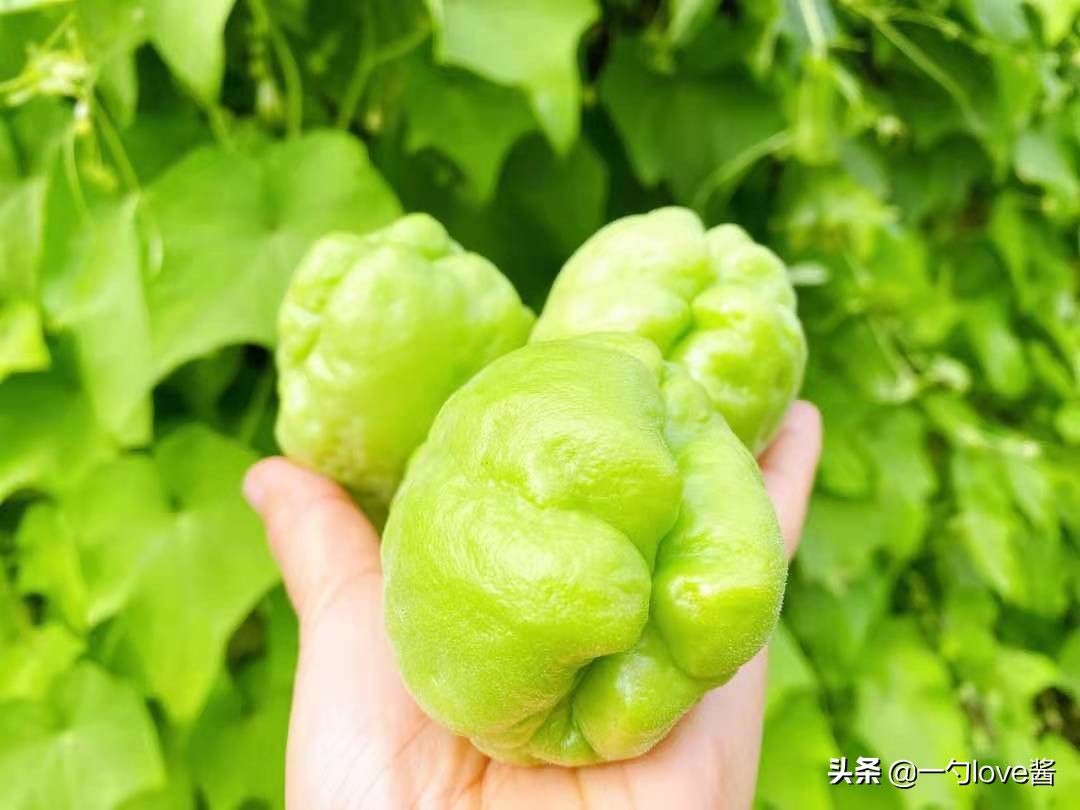 巧做小金瓜香甜软糯营养健康,怎么做土瓜好吃又营养