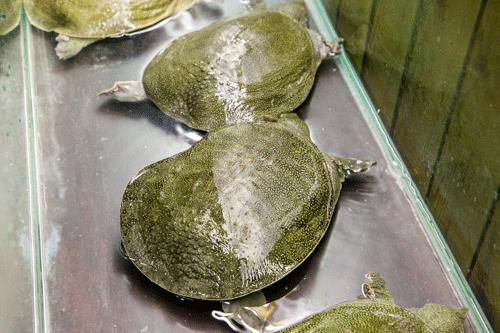 靠着这道菜这家店火了二十年,这家店仅凭一道菜火爆多年