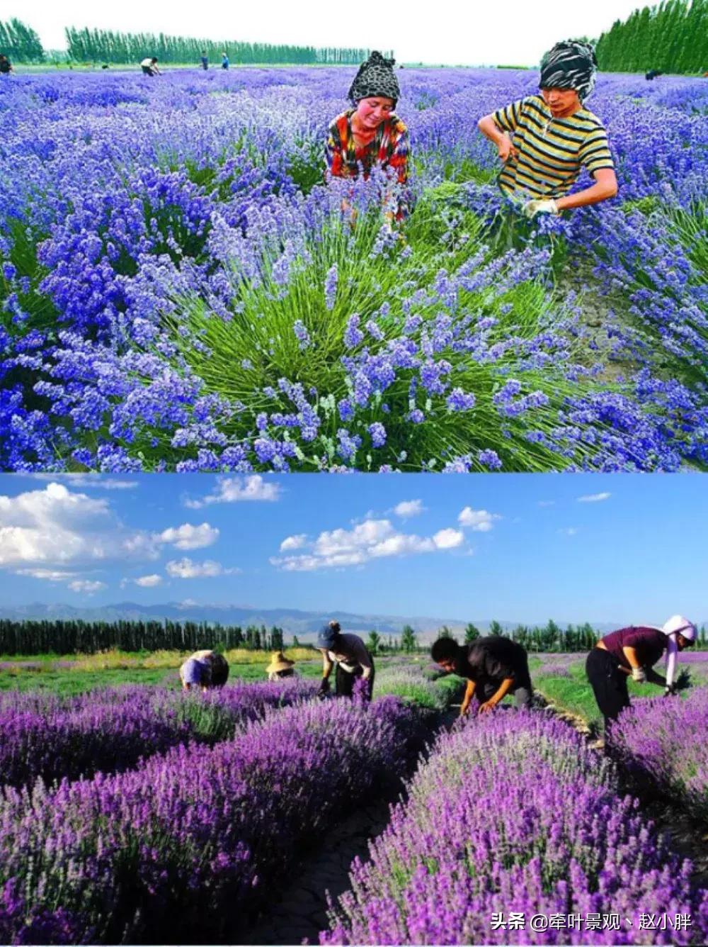 踏春寻美景,踏春赏花梯田漫步