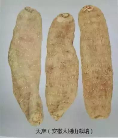 天麻的鉴别特征和功效,天麻的道地药材