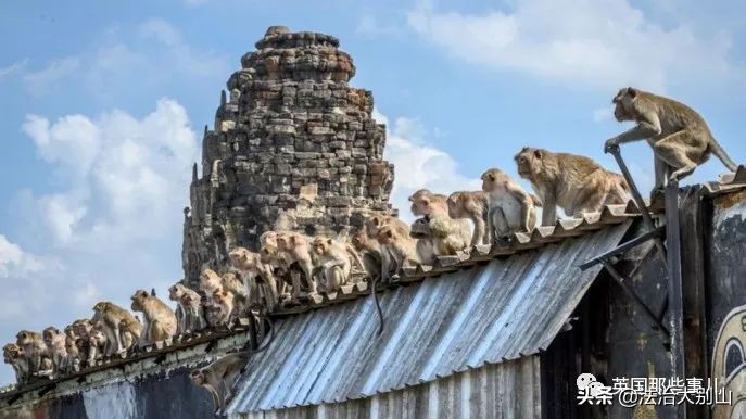 泰国疫情猴子,泰国猴子抗击疫情视频