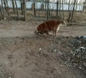 金毛频繁换主人,金毛被救下后开始了报恩