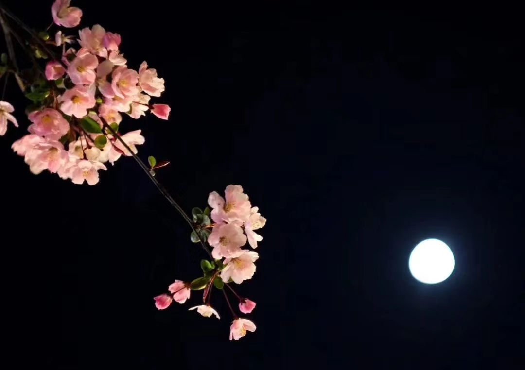 杨贵妃与历史,杨贵妃历史上的爱情故事