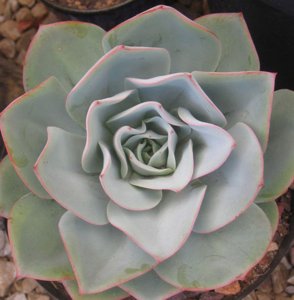 广寒宫都有谁,广寒宫里都有谁