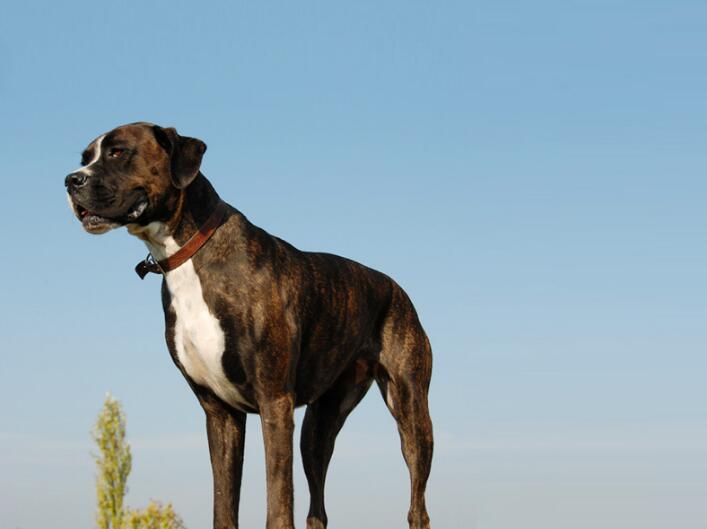 狗狗怎么交配？狗狗配种的4个正确方法