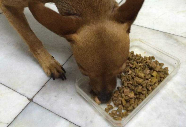 狗狗排泄臭,狗狗嘴臭是因为狗粮问题吗