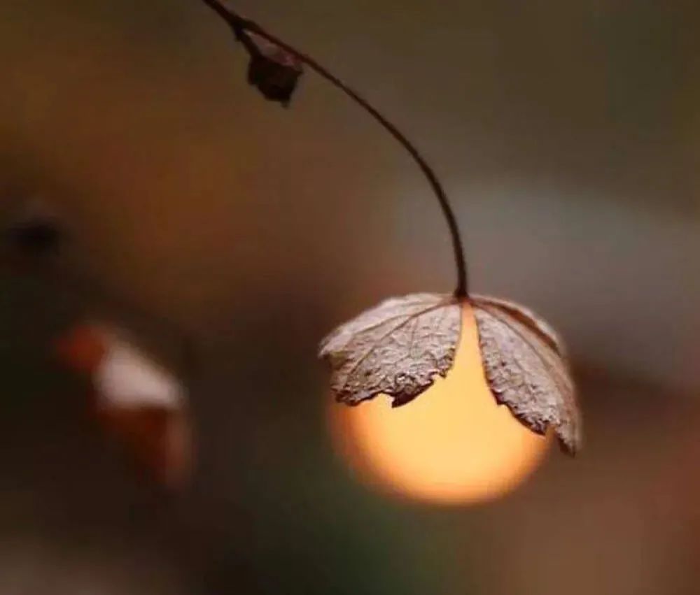 彩礼（29）月色依然，那人却成了别人的老公