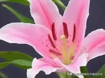 各种花的花语文案,花的花语100种