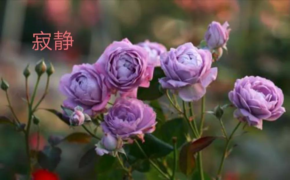 适合做切花的月季品种,十大公认最好切花月季