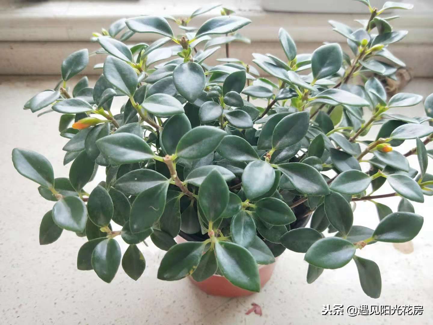 金鱼吊兰怎样养护才茂盛,金鱼吊兰开花后像小金鱼一样漂亮