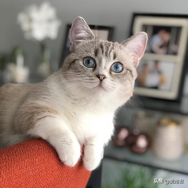 铲屎的时候猫就过来了,铲屎的时候猫咪会冲过来