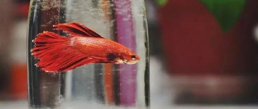 合法养的萌宠,年轻人养的宠物有哪些