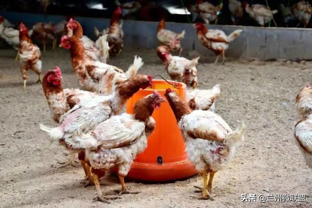 五一假日攻略西固,五一假日攻略兰州西固周边