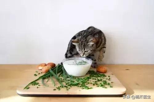 猫咪不能吃什么添加剂,猫咪不能吃什么