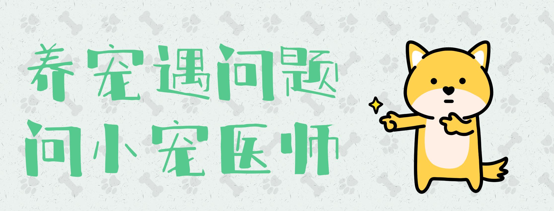 猫咪得了猫鼻支吃啥药啊,猫咪得了猫鼻支不吃药怎么办