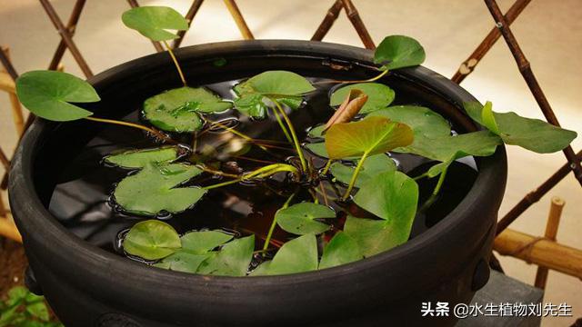 睡莲水培植物的种植方法,怎么种植睡莲水培植物