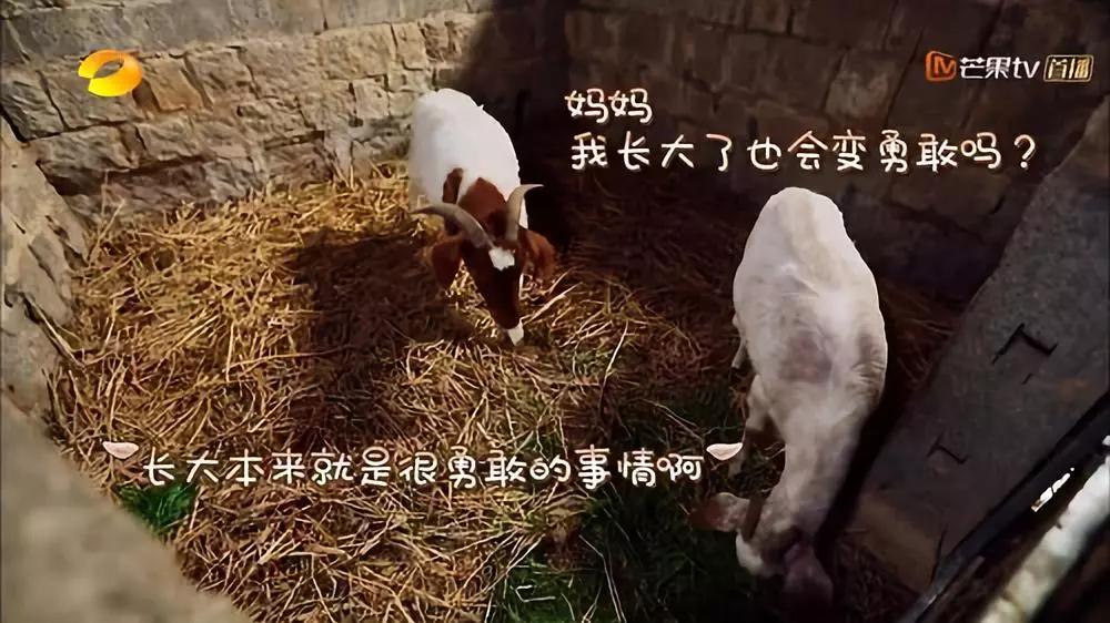 向往的生活1-6季文案,向往的生活一屋两人三餐四季文案