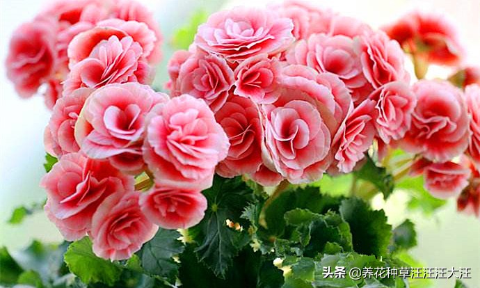 丽格海棠怎么养长得高开花多,丽格海棠开的花越来越小