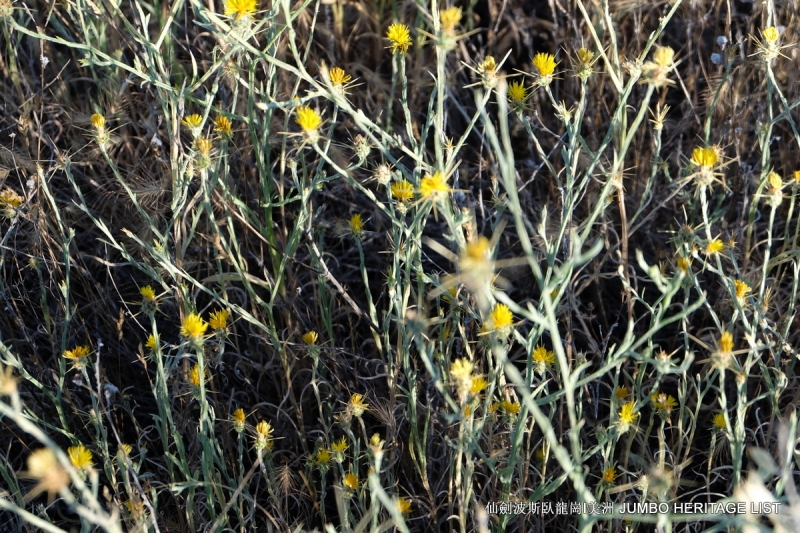 第3045回：人生一世草生一春，来如风雨去似微尘