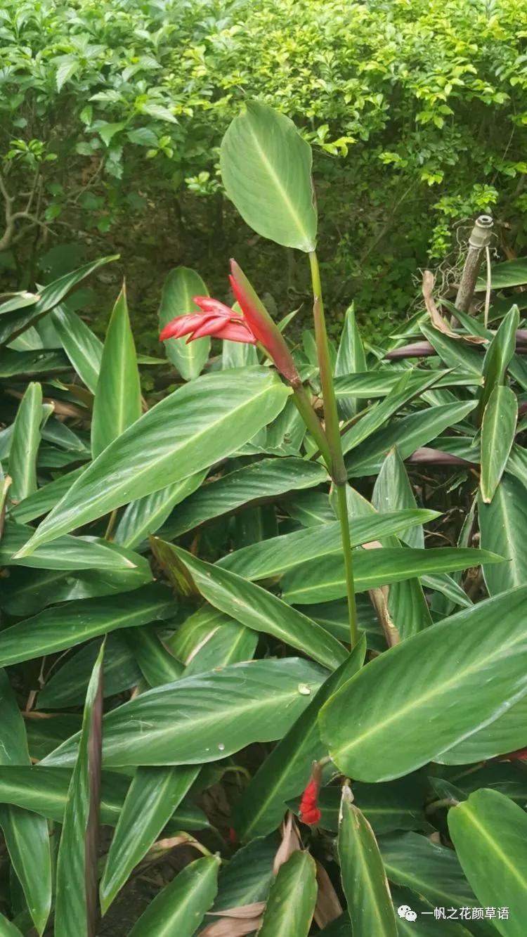 紫背竹芋卧花竹芋,紫背竹芋图片和名称