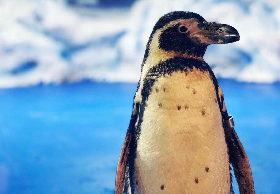 重庆汉海海洋公园入园攻略,汉海海洋公园重庆研学旅行