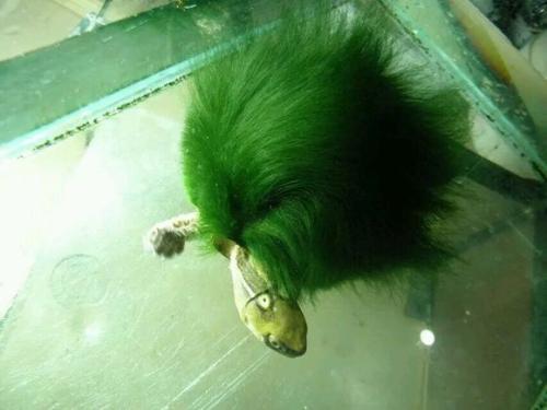 绿毛龟是蕲龟吗,绿毛龟是一种物种吗