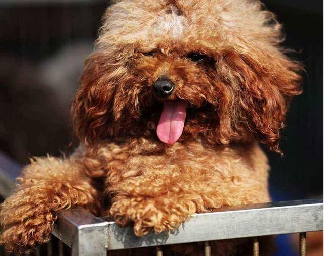 泰迪容易出现的病症有哪些,两个月大的泰迪怎么判断健不健康