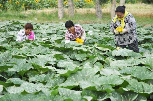 南瓜怎样种植才能使南瓜结得多,南瓜干种南瓜不搭架也能结瓜吗