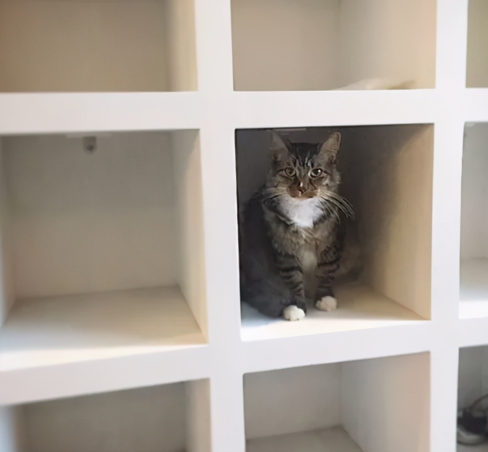 招财猫美国,招财猫可以招财