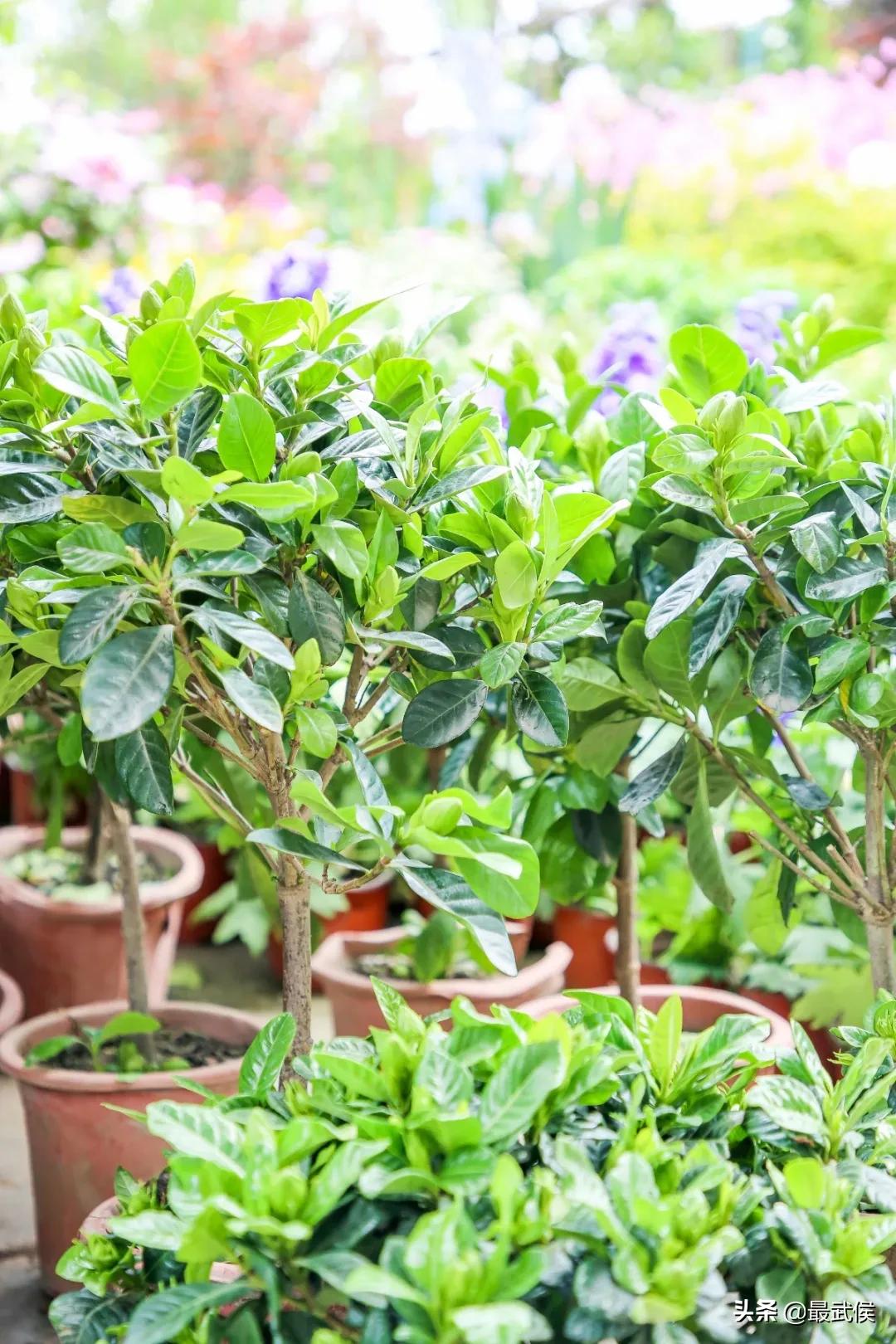 超便宜！成都铁轨下的花市5元买回一个春天！