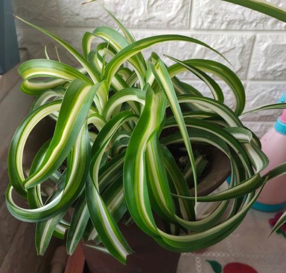 吊兰换盆需要注意什么,几年的吊兰换盆的正确方法