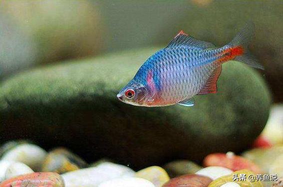养观赏鱼小知识大全图片,观赏鱼养殖技巧哪种观赏鱼最好养