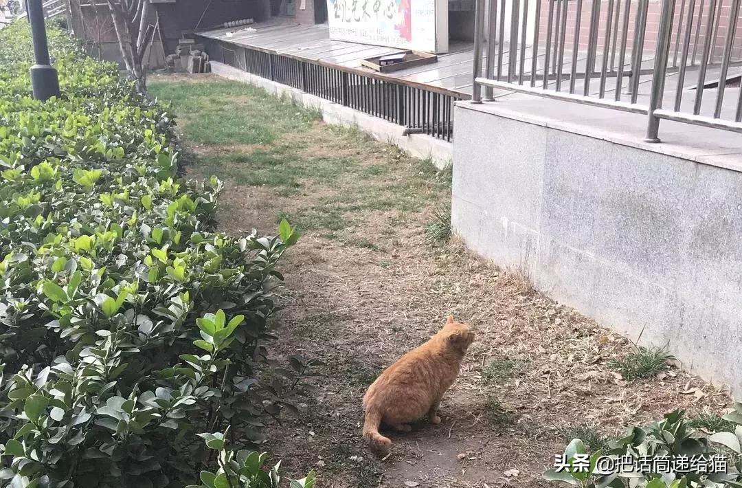 猫故事全集,猫故事小说