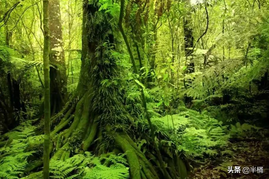 蛇中熊猫莽山烙铁头图片,蛇中熊猫莽山烙铁头有多珍稀