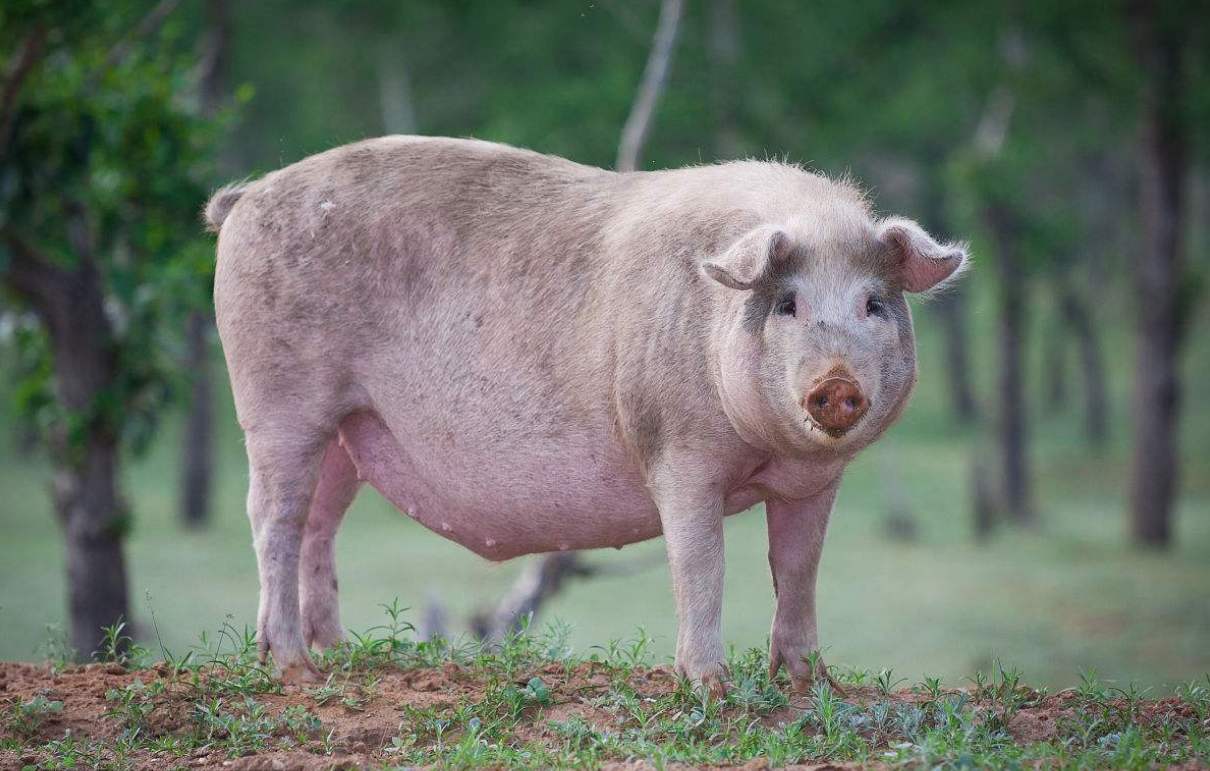 阉割文化哪家强？阉割动物与阉割人类的互动关系