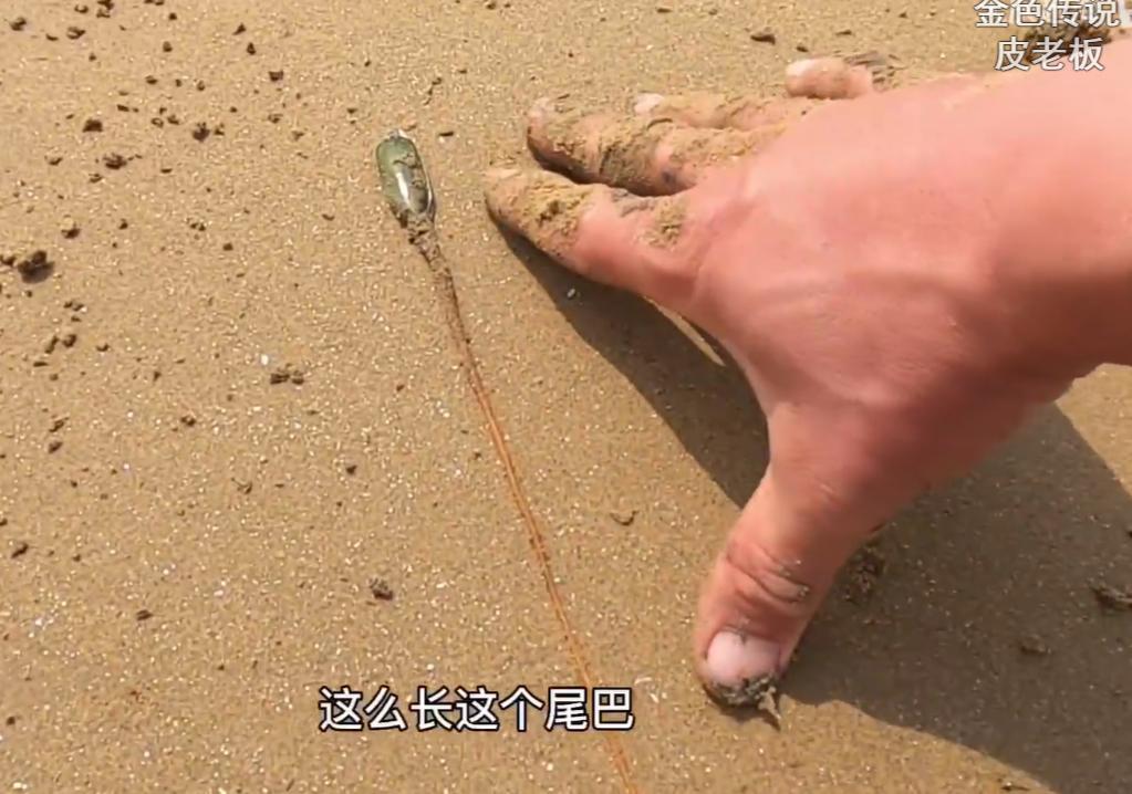 为何年轻人都在沉迷赶海视频,为什么大家都爱看赶海