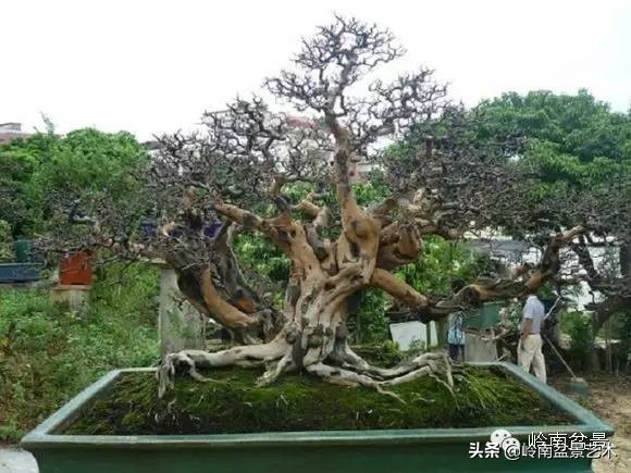 室内十大盆景名贵树种排名,十大盆景名贵树种排名火棘