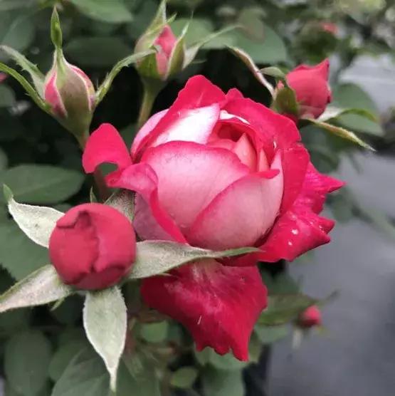 耐晒又香又好养的阳台月季,阳台月季好养吗